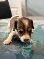 Betsy, a female Jack Russell Terrier and Miniature Dachshund for sale in Orlando, FL – 2 of 2