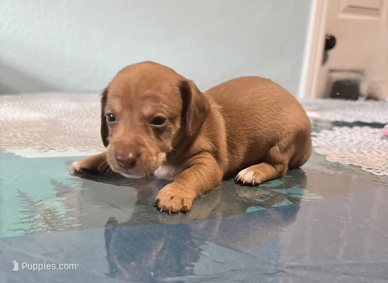 Hershey – Jack Russell Terrier, Miniature Dachshund puppy for sale in Orlando, FL