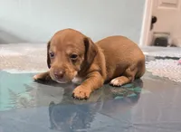 Hershey, a male Jack Russell Terrier and Miniature Dachshund for sale in Orlando, FL – 1 of 3
