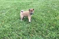 Hollie , a female Shiba Inu for sale in Seymour, MO – 5 of 5