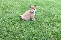 Sadie, a female Shiba Inu for sale in Seymour, MO – 2 of 4