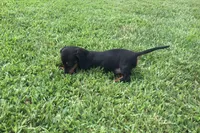 Sharla, a female Miniature Dachshund for sale in Seymour, MO – 5 of 6