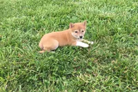 Marly , a female Shiba Inu for sale in Seymour, MO – 3 of 3