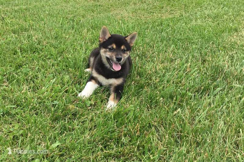 Lexi  – Shiba Inu puppy for sale in Seymour, MO