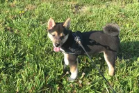 Lexi , a female Shiba Inu for sale in Seymour, MO – 4 of 6