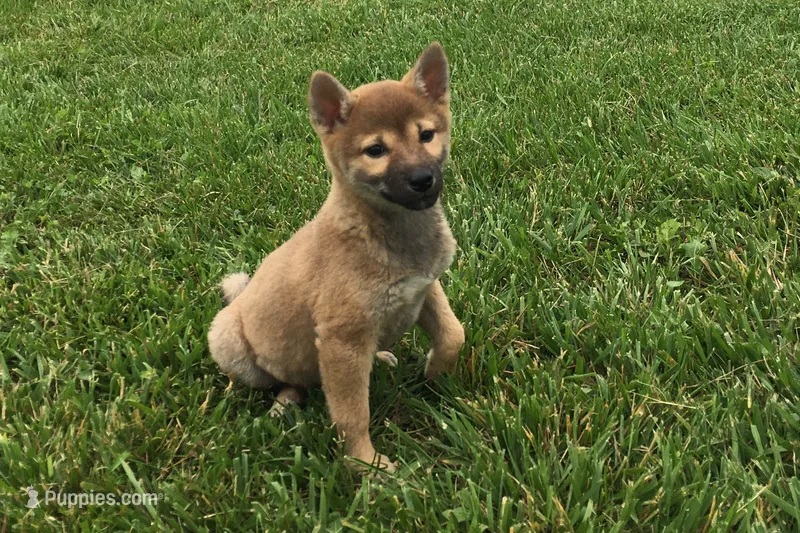 Ellie – Shiba Inu puppy for sale in Seymour, MO