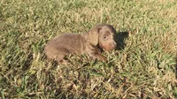 Harper, a female Miniature Dachshund for sale in Seymour, MO – 3 of 5