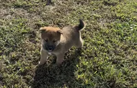 Koda, a male Shiba Inu for sale in Seymour, MO – 3 of 6