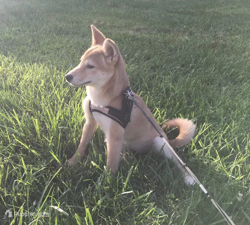 Roxie  – Shiba Inu puppy for sale in Seymour, MO