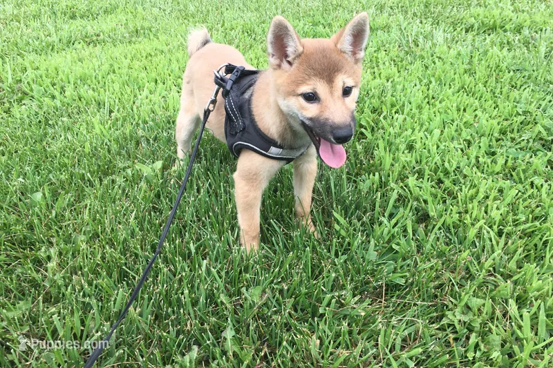 Ellie – Shiba Inu puppy for sale in Seymour, MO
