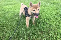 Ellie, a female Shiba Inu for sale in Seymour, MO – 1 of 3
