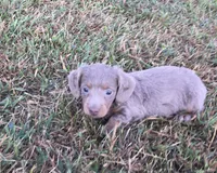 Duke , a male Miniature Dachshund for sale in Seymour, MO – 4 of 6