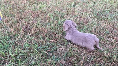 Duke , a male Miniature Dachshund for sale in Seymour, MO – 6 of 6