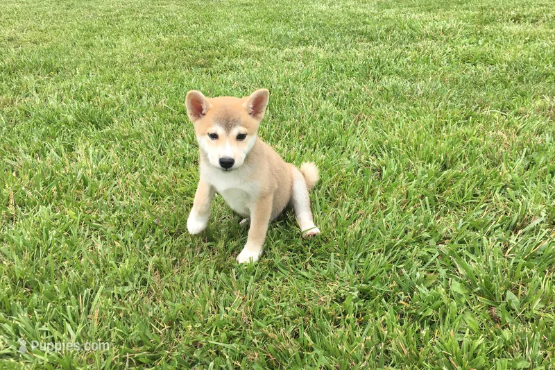 Ozzy – Shiba Inu puppy for sale in Seymour, MO
