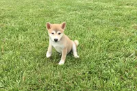 Ozzy, a male Shiba Inu for sale in Seymour, MO – 1 of 5