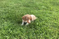 Bella , a female Miniature Dachshund for sale in Seymour, MO – 3 of 6