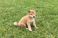 Roxie , a female Shiba Inu for sale in Seymour, MO – 4 of 4