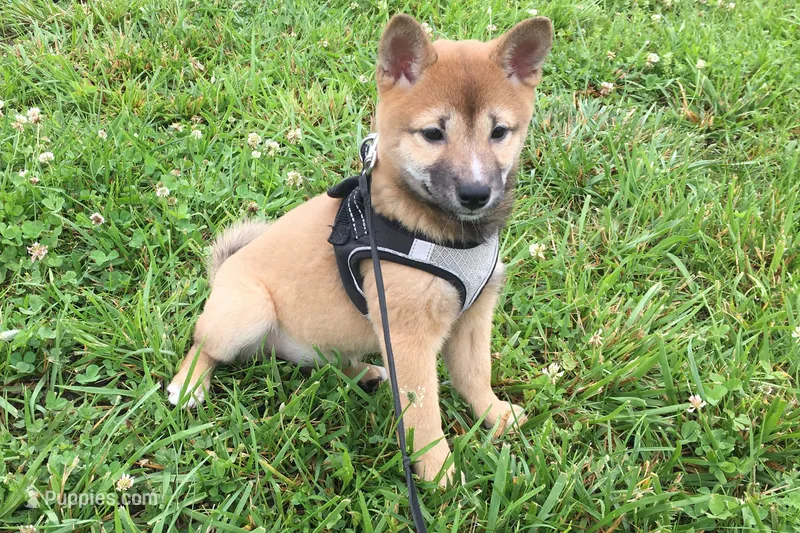 Hollie  – Shiba Inu puppy for sale in Seymour, MO