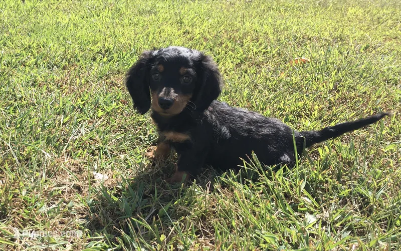 Ranger  – Miniature Dachshund puppy for sale in Seymour, MO