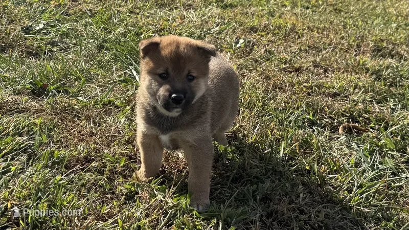 Koda – Shiba Inu puppy for sale in Seymour, MO