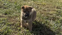 Koda, a male Shiba Inu for sale in Seymour, MO – 1 of 6
