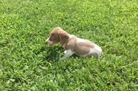 Bella , a female Miniature Dachshund for sale in Seymour, MO – 2 of 6