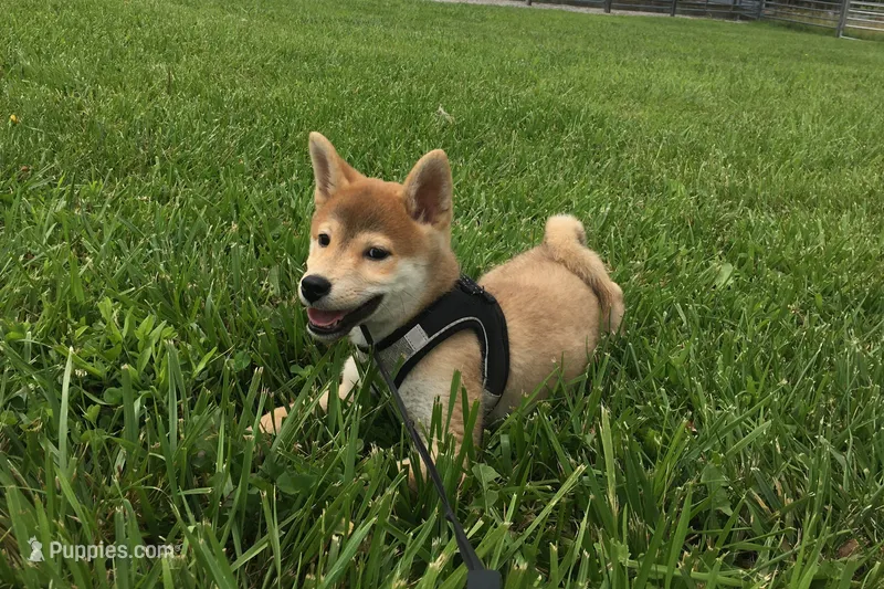Brody  – Shiba Inu puppy for sale in Seymour, MO