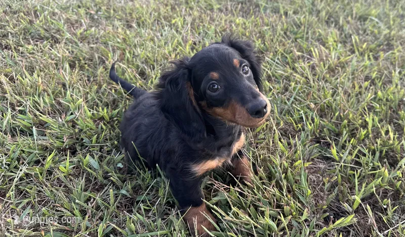 Ranger  – Miniature Dachshund puppy for sale in Seymour, MO