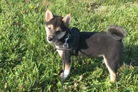 Lexi , a female Shiba Inu for sale in Seymour, MO – 2 of 6