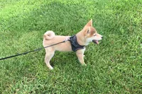 Brody , a male Shiba Inu for sale in Seymour, MO – 4 of 6