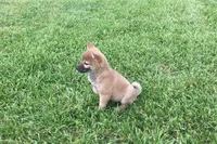 Ellie, a female Shiba Inu for sale in Seymour, MO – 4 of 5
