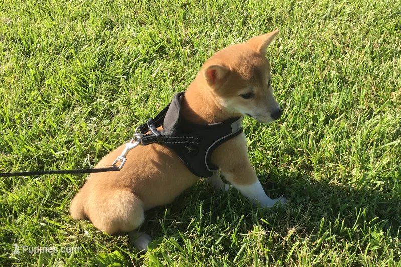 Marly  – Shiba Inu puppy for sale in Seymour, MO