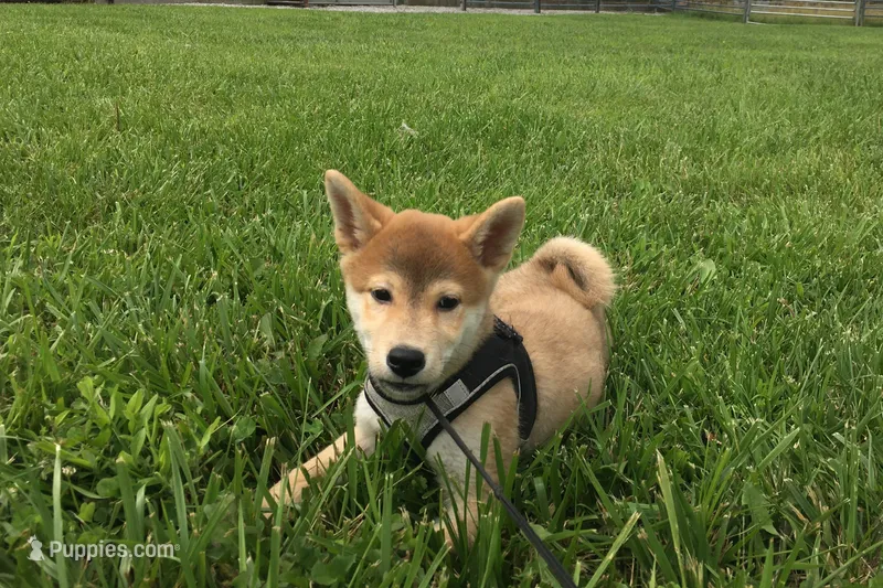 Brody  – Shiba Inu puppy for sale in Seymour, MO