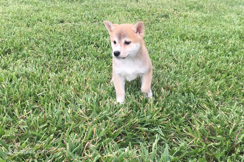 Ozzy – Shiba Inu puppy for sale in Seymour, MO