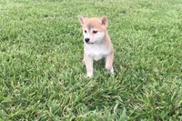 Ozzy, a male Shiba Inu for sale in Seymour, MO – 1 of 4