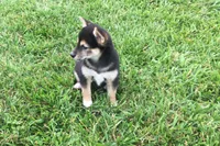 Carly, a female Shiba Inu for sale in Seymour, MO – 3 of 5