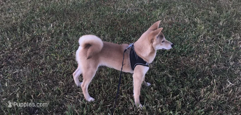 Roxie  – Shiba Inu puppy for sale in Seymour, MO