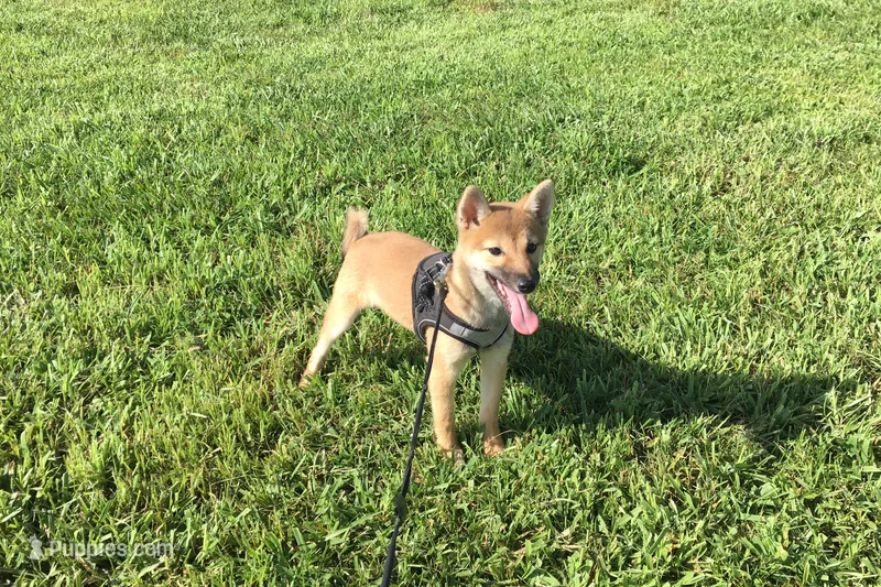 Ellie – Shiba Inu puppy for sale in Seymour, MO