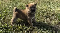 PHOEBE, a female Shiba Inu for sale in Seymour, MO – 2 of 5