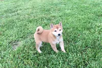 Venus , a female Shiba Inu for sale in Seymour, MO – 3 of 5