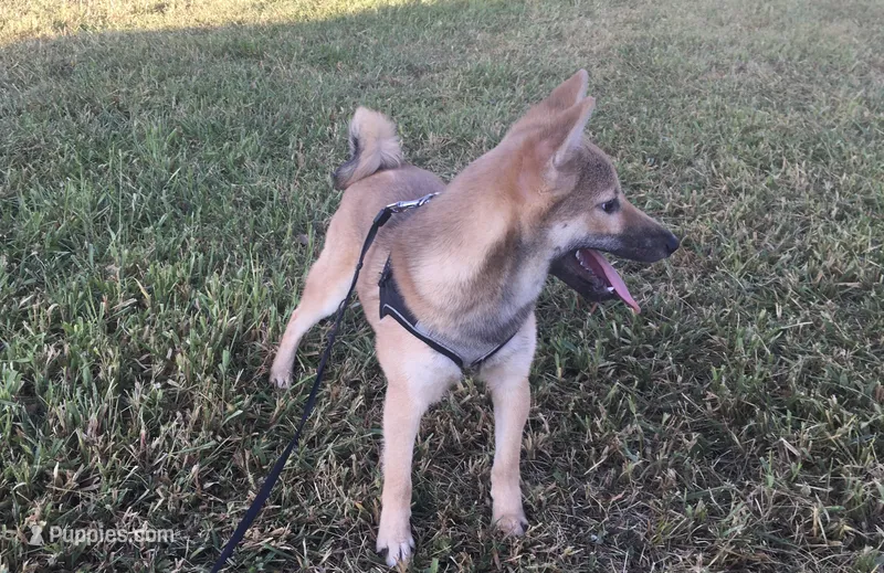 Ellie – Shiba Inu puppy for sale in Seymour, MO
