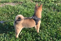Hollie , a female Shiba Inu for sale in Seymour, MO – 6 of 6