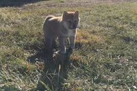 Annie, a female Shiba Inu for sale in Seymour, MO – Photo 3 of 6