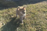 Annie, a female Shiba Inu for sale in Seymour, MO – Photo 6 of 6