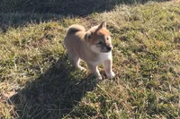 Annie, a female Shiba Inu for sale in Seymour, MO – Photo 4 of 6