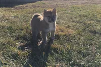 Annie, a female Shiba Inu for sale in Seymour, MO – Photo 1 of 6