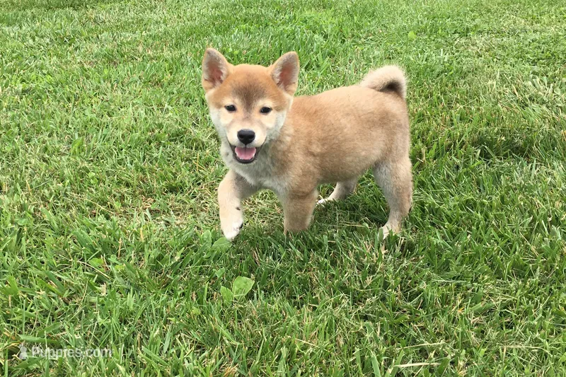Brody  – Shiba Inu puppy for sale in Seymour, MO