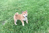 Venus , a female Shiba Inu for sale in Seymour, MO – 2 of 5