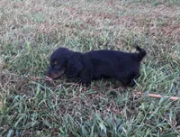 Sierra, a female Miniature Dachshund for sale in Seymour, MO – 2 of 5