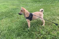 Ellie, a female Shiba Inu for sale in Seymour, MO – 3 of 3